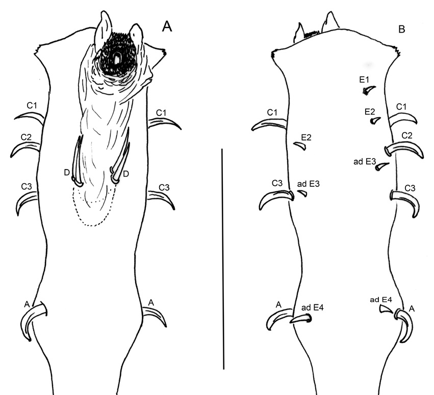 Penis of male paratype of Potosa pisafloressp. nov. (A) dorsal, (B) ventral. Macrosetal groups are indicate on each figure. Scale bar: 0.1 mm for both figures.