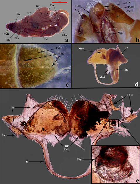 Estructuras internas en Ci. carthagena carthagena. a) Organizaci�n de los �rganos y tejidos aleda�os a la capsula genital (vista dorsal), escala 1 mm. b) Corte en la zona pleural de la c�psula genital, se muestran las placas abdominales externas e internas. c) Acanaladuras en los tergos distales (vista ventral). d) Configuraci�n del esternito VII; hemiesternito izquierdo limpio, �nicamente con una porci�n de la Mme; lado derecho mostrando el acomodo de los paquetes musculares y la uni�n de la epipleura. e) Esternito VII sin la musculatura, se aprecian los dos hemiesternitos parcialmente libres, parte de la Mme que cubre la cut�cula, fragmentos marginales del terguito VII, el �ltimo par de espir�culos respiratorios, sedas apicales y el anillo, objetivo 4x, espir�culo en objetivo 20x. Abreviaturas: CaG= C�psula genital, Co= Colon, CsG= Canal subgenital, Ed= Edeago, Espr= Espir�culo respiratorio, EVII= Esternito VII, EVIII= Esternito VIII, GlA= Gl�ndula accesoria, Gla= Gl�ndula abdominal, Go= G�nadas, HE= Hemiesternitos del segmento 7, I= �leo, Mu= M�sculo, Mme= Membrana epitelial, Mmi= Membrana intersegmental, Pl= Pleura, R= anillo, Re= Recto, Tm= Tubos de malpighi, TVII= Terguito VII, TVIII= Terguito VIII, TIX= Terguito IX y Ue= Uni�n epipleural.