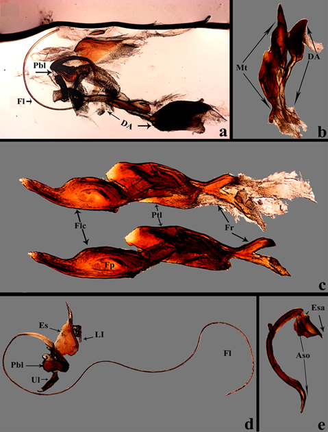 Estructuras internas en Ci. (c) carthagena. a) Estructura de algunas piezas del saco interno, se aprecia el flagelo, escudo, placa basal limitadores superior e inferior, el ped�nculo y la vejiga DA comprimida. objetivo 10 x. b) Estructura del diente medio y la DA, el ped�nculo es semiesclerotizado y en el �pice la vejiga se encuentra comprimida, vista frontal, objetivo 10x. c) Estructuraci�n del diente medio en vista ventral, el �pice se compone de la flecha, en medio del petaloide y en la base de la furquilla, abajo se aprecia la estructura esclerotizada sin tejido blando, objetivo 20x. d) Flagelo completo, escudo, placa basal, limitador superior e inferior, objetivo 10x. e) Pieza arciforme sin tejido, el escudillo es una estructura plana y poco esclerotizada, el arco es flexible, objetivo 10x. Abreviaturas: Aso= Arco somal, DA= Vejiga dorsoapical, Es= Escudo, Esa= Escudillo, Fl= Flagele/Flagelo, Flc= Flecha, Fp= F�vea periapical, Fr= Furquilla, Ll= Lower limitator/Limitador inferior, Mt= Median tooth/Diente medio, Pbl= Basal plate/Placa basal, Ptl=Petaloide y Ul= Upper limitator/Limitador superior.