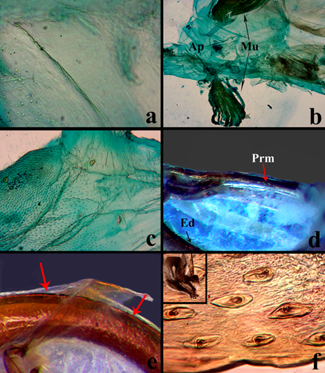 Estructuras internas en Ci. (c) carthagena. a) Tegumento liso, presente en las membranas intersegmentales Mmi, objetivo 20x. b) Configuraci�n de la membrana ventropleural, es la �nica membrana a la cual se fusionan paquetes musculares de manera directa, objetivo 4x. c) Tegumento de la membrana ventropleural, objetivo 10x. d) Membrana laminar una vez que se han retirado los bloques musculares. e) Membrana exof�lica recubriendo la superficie del edeago, sujeta a la porci�n ventral de la laminilla Lmll. f) Membrana endof�lica, la superficie que hace contacto en los m�rgenes internos del edeago se recubre de �mpulas, objetivos 4x y 40x. Abreviaturas: Ap= Apodema, Ed= Edeago, Mu= M�sculo y Prm= Par�mero.