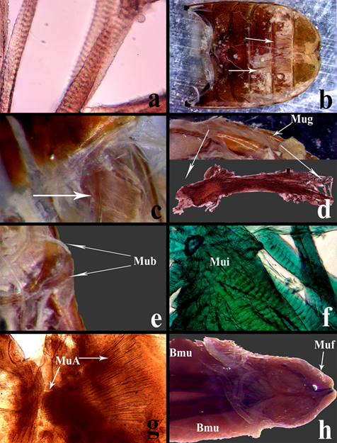 Estructuras internas en Ci. (c) carthagena.a) Fibras musculares. b) Fibras intersegmentales, acomodadas longitudinalmente en este caso en los esternitos. c) Paquete laminar que recubre la Mmi entre el EVII y EVIII. d) M�sculo genital en su posici�n espacial, acoplado en el lateral del edeago y sujeta en la porci�n basal interna de la Pd (Arriba); M�sculo genital disectado, en el cuarto basal se parec�a un nodo que permite la sujeci�n a la estructura del edeago (Abajo, objetivo 10x). e) M�sculo basal en el �ngulo anterior del anillo del TVIII. f) M�sculo intropleural, objetivo 40x. g) M�sculo aductor en la cara ventral del EVIII, objetivo 10x. h) M�sculos presentes en la regi�n basal del edeago, los bloques musculares dispuestos entre los par�meros y el m�sculo falobasal cubriendo la superficie y periferia del aler�n sagital. Abreviaturas: Bmu= Bloques musculares, MuA= M�sculo aductor, Mub= M�sculo basal, Muf= M�sculo falobasal, Mug= M�sculo genital y Mui= M�sculos intropleurales. 