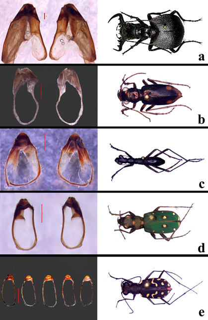 a) Urito en M. latipennis dorsal y ventral respectivamente, a la derecha el imago. b) Urito en T. cyanides dorsal y ventral respectivamente, a la derecha el imago. c) Urito en Tr. aptera dorsal y ventral respectivamente, a la derecha el imago, d) Urito en C. campestris dorsal y ventral respectivamente, a la derecha el imago y e) Uritos en vista dorsal de algunos de los espec�menes de Ci. carthagena mostrando la variabilidad interespec�fica, espec�menes provenientes de Michoac�n, Guerrero, Nayarit y Oaxaca, a la derecha habitus del imago. Escala 1 mm.
