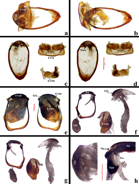 a) Urito genital en Harpalus sp. se muestra el esternito EVII interno plegado sobre el anillo. b) El esternito EVII levantado, se puede observar el esternito EVIII por debajo y fijo a la porci�n anterior del anillo. c) Placas que conforman el Ur en Harpalus sp disectadas y en vista dorsal y d) Placas en vista ventral, objetivo 20x 1 mm. e) Ur en Ca. atrovirens, vista dorsal y ventral respectivamente, escala 1 mm. f) Placas que conforman el urito genital disectadas en vista dorsal, es posible observar la Gla unida a la Pd a trav�s del Tco. g) Placas en vista ventral. h) Vista ventral del TIX, se observa la abertura anal unida por la Mmi y Mme a la placa (Izquierda); Acercamiento al TVIII, la Pd es comprimida, el tubo conectivo se inserta ventralmente y desemboca en una peque�a muesca (Og), entre el anillo y la Pd se observan pliegues que corresponden a los epipleuritos (Derecha). Escalas 1 mm. Abreviaturas: A= Ano, Epp= Epipleurito, EVII= Esternito VII, EVIII= Esternito VIII, Gla= Gl�ndula abdominal, Mmu= Membrana urogenital, Og= Orificio glandular, Pd= Placa distal, R= Ring/Anillo, Re= Recto, Tco= Tubo conectivo, TVIII= Terguito VIII y TIX= TerguitoIX.