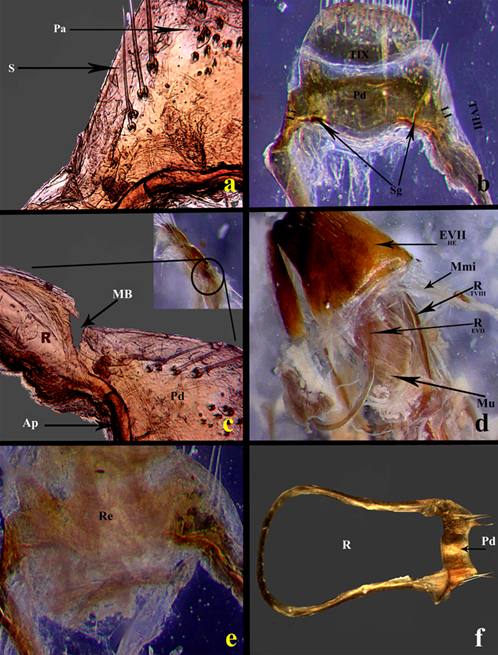 Estructuras internas en Ci. (c) carthagena.a) Quetotaxia presente en el limbo de la placa distal, las p�pulas son los puntos de anclaje de las sedas, dado que la cut�cula en estas placas es delgada. b) Vistazo general de los segmentos terminales, el disco se divide del limbo por los surcos glandulares; el limbo se pliega ventralmente, objetivo 10x. c) Punto de fusi�n entre el anillo y la placa distal (La regi�n del anillo visible se posiciona verticalmente con respecto al placa distal, para la imagen se prepar� en una laminilla para visualizar la muesca basal), objetivo 10x. d) Se muestra la posici�n de los anillos (EVII y Ur), en medio de las dos placas existe un paquete laminar de m�sculo, toda la estructura se recubre por membranas intersegmentales, vista ventro lateral. e) Vista ventral de la placa distal, la Mme es densa, blanquecina y se fusiona al recto, el cual puede distinguirse por mayor densidad en el tejido. f) Estructura general del TVIII, el anillo con la base de �ngulos redondeados, placa distal sin el segmento IX, ligeramente aplastada debido a su disposici�n marginal hacia el vientre, objetivo 4x. Abreviaturas: Ap= Apodema, CaG= C�psula Genital, D= Disco, He= Hemiesternitos, Li= Limbo, Mu= Musculatura, Mmi= Membrana intersegmental, Pa= P�pulas, Pd= Placa distal, R= Anillo, Re= Recto, Sg= Sutura glandular, TVIII= Terguito VIII, TIX= Terguito IX y Ur= Urito.