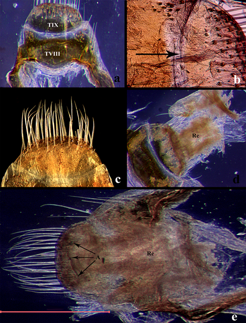 Estructuras internas en Ci. (c) carthagena.a) Posici�n distal del terguito IX. b) Divisi�n intersegmental entre el segmento VIII y el segmento IX, objetivo 10x. c) Quetotaxia terminal, objetivo 4x. d) Se muestra que el recto y el ano se encuentran fusionados a la membrana que recubre la cut�cula ventral de los terguitos internos, se adhiere desde la base de la placa basal al �pice del terguito IX (vista ventral), objetivo 4x, escala 1 mm. e) TVIII y TIX en vista ventral, se aprecia el recto de mayor densidad en comparaci�n a Mme en los laterales; el ano se encuentra bien definido y es una hendidura transversal posicionada casi a la mitad de la placa terminal, objetivo 4x, escala 5 mm. Abreviaturas: A= Ano, Re= Recto, TVIII= Terguito VIII y TIX= Terguito IX.