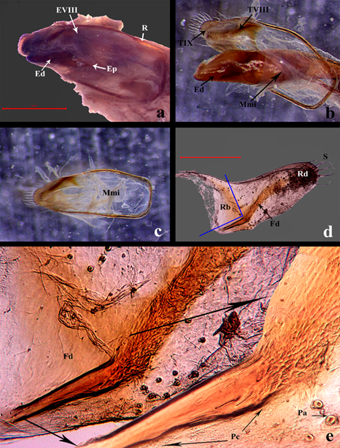 Estructuras internas en Ci. (c) carthagena. a) Estructura del Ur, �rganos y tejidos en vista ventral, se observan los pliegues de la escotadura periapical, escala 1 mm. b) Edeago cruzando la escotadura periapical (posici�n lateral de reposo), el Ur se encuentra en vista ventral, dejando a la vista el ensamble del EVIII. c) Ur sin el edeago, se muestra la Mmi que recubre la porci�n ventral de la estructura, la escotadura periapical se distingue por ser la zona blanquecina de mayor densidad. d) EVIII separado de anillo, quetotaxia dispersa desde el �pice a el cuarto apical, superficie rugosa; se delimita con color azul la regi�n basipleural y la distal, siendo que la basal se caracteriza por la proyecci�n poco esclerotizada hacia el margen izquierdo basal; la regi�n distal se considera de la base del lateral derecho hasta el �pice, la franja discal atraviesa longitudinalmente, de mayor grado de esclerotizaci�n y m�s o menos curva, objetivo 4x, escala 5 mm. e) La Postcacera es la porci�n basal de la franja discal, punto de anclaje al anillo, posiblemente brinda movilidad a la placa, objetivo 10x/composici�n a 20x. Abreviaturas: Ed= Edeago, Ep= Escotadura periapical, Fd= Franja discal, Mmi= Membrana intersegmental, Pa= P�pulas, Pc= Postcacera, R= Anillo, Rb= Regi�n basipleural, Rd= Regi�n distal, S= Sedas y TIX= Terguito IX.