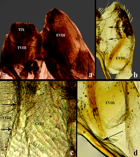 Estructuras internas en Ci. (c) carthagena. a) Vista ventral de la Ur, el oscurecimiento delata el tejido epitelial y la musculatura que recubre el env�s de las placas, objetivo 4x. b) Esternito VIII en vista ventral sin el tejido que lo recubre, la flecha marca el pliegue donde se fusiona al margen del terguito VIII, objetivo 4x. c) Acercamiento al pliegue de fusi�n; la cut�cula es muy delgada en esta regi�n, el patr�n es isodiam�trico barrado, objetivo 20x. d) Margen anterior del esternito VIII parcialmente libre, objetivo 10x. Abreviaturas: EVIII= Esternito VIII, Fd= Franja discal, Pc= Postcacera, R= Anillo, TVIII= Terguito VIII, TIX= Terguito IX y Ur= Urito.