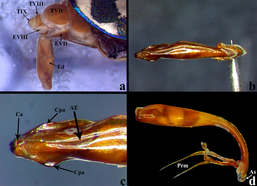 Estructuras internas en Ci. (c) carthagena. a) Edeago proyectado fuera del abdomen, la base curva de este le permite al escarabajo plegarlo casi paralelo al cuerpo. b)Habitus del edeago en vista dorsal. c) �ltimo cuarto apical del edeago, se parec�a la lamela apical de color negro, las cretas apicales se pliegan dorsalmente, mientras que las crestas preapicales se distinguen por estar proyectadas lateralmente. d)Habitus lateral del edeago, la base del l�bulo medio es esbelta y curva, hacia el �pice se aprecia ensanchado; los par�meros se insertan en el c�ndilo basal en la cara interna; el aler�n sagital es poco proyectado con una muesca dorsal. Abreviaturas: AE= Abertura de eyecci�n, As= Aler�n sagital, Ca= Crestas apicales, Cpa= Crestas preapicales, Ed= Edeago, EVII= Esternito VII, EVIII= Esternito VIII, Prm= Par�meros, TVII= Terguito VII, TVIII= Terguito VIII y TIX= Terguito IX.