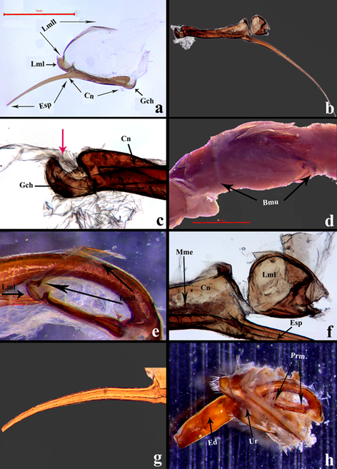 Estructuras internas en Ci. (c) carthagena.a) Configuraci�n de un par�mero en Cicindelidae, se se�alan las cinco regiones en que se propone configuraci�n de la estructura. b) Vistazo general de un par�mero en microscop�a �ptica, no se presenta la laminilla dorsal, objetivo 10x. c) Estructura del gancho, se muestran las fibrillas que mantienen unido al par�mero con el c�ndilo en la base del edeago (flecha roja), objetivo 20x. d) Bloques musculares, los cuales se encuentran empaquetados entre la laminilla dorsal y la canaleta. e) Se muestra la laminilla dorsal unida al pliegue de la lamela, la laminilla rodea dorsalmente el edeago hasta el paramero opuesto.) f) Cara interna de la lamela subapical, el pliegue oscuro representa el punto de anclaje a la laminilla dorsal, el anclaje membranoso a la canaleta; canaleta con tejido epitelial en el surco. g) Vista general de la esp�cula, estructura flexible y acanalada. h) Funci�n mec�nica del par�mero, estos se cruzan formando una X en la abertura urogenital (Cuando las membranas no est�n da�adas) funcionando como un tope que impide que la estructura salga de m�s y permite su regreso al interior. Abreviaturas: Bmu= Bloque muscular, Cn= Canaleta, Ed= Edeago, Esp= Esp�cula, Gch= Gancho, Mme= Membrana epitelial, Lml= Lamela, Lmll= Laminilla, Prm= Par�meros y Ur= Urito.