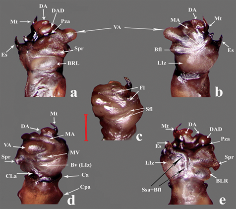 Estructuras internas en Ci. (c) carthagena. a) Lateral derecho del endofalo, estructuras m�s relevantes. b) Lateral izquierdo, en ambas vistas laterales la vejiga ventro apical es la m�s evidente, junto al escudo que se muestra proyectado. c) Vista frontolateral, en este plano se aprecia el flagelo, lo que corresponde a 1/6 aproximadamente de su longitud. d) Vista ventral, es el �nico plano donde se ven la vejiga mesoventral y el callo laminar. e) Vista dorsal, se aprecia la muesca en la vejiga dorsoapical, la vejiga dorsolateral derecha constre�ida por la pieza arciforme, escala .5 mm. Abreviaturas: Bfl= Bastilla flagelar, BLR= Basilateral rigth/Basilateral derecha, Bv= regi�n basiventral (porci�n de la vejiga izquierda), Ca= Crestas apicales, CLa= Callo laminar, Cpa= Crestas preapicales, DA= Vejiga Dorsoapical, DAD= Vejiga dorsoapical derecha, Es= Escudo, Fl= Flagele/Flagelo, LIz= Vejiga lateral izquierda, MA= Vejiga mesoapical, Mt= Median tooth/Diente medio, MV= Vejiga mesoventral, Pza= Pieza arciforme, Sfl= Surco flagelar, Spr= Spring y Ssa= Surco sagital.