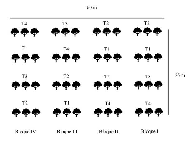 Esquema de dise�o experimental en bloques al azar, formados por unidades experimentales de tres �rboles para la aplicaci�n de extractos vegetales en el cultivo del manzano.