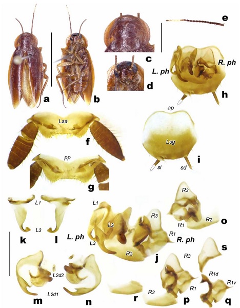 Oulopteryxs yaya sp. n. Holotipo macho (CNIN). (a) Vista dorsal. (b) Vista ventral. (c) Pronoto. (d) Rostro. (e) Antena. (f-g) L�mina supra-anal; (f) vista dorsal, (g) vista ventral. (h-i) L�mina subgenital vista dorsal; (h) con escleritos en posici�n ortodoxa, (i) sin escleritos. (j-s) Escleritos de los genitales masculinos; (j) sin separase. (k-l) L3 (gancho genital). (m-n) L2 . (o-s) R.ph. Barras de escala: a, b=10 mm; h-s=1 mm.