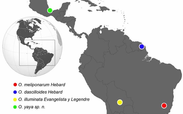 Distribuci�n de OulopteryxHebard, 1921.