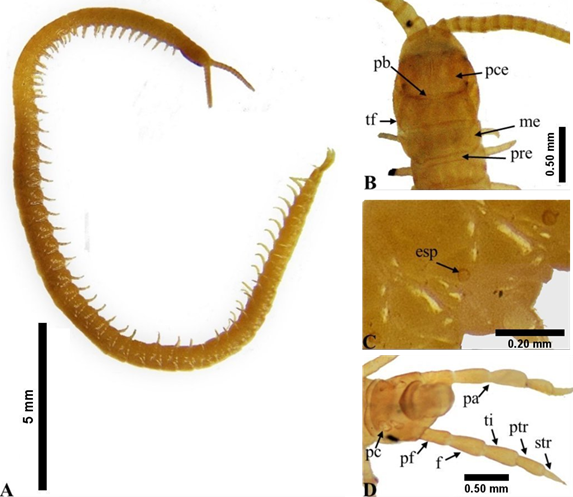 Garrina monachus; juvenil. A) Vista dorsolateral del cuerpo, B) vista dorsal de la placa cef�lica, C) vista dorsolateral de los terguitos cuatro a seis (izquierda a derecha), D) vista ventral de la regi�n terminal del tronco. Espir�culos (esp); f�mur (f); metaterguito (me); pata anal (pa); placa cef�lica (pce); plato prebasal (pb); poro coxal (pc); prefemur (pf); preterguito (pre); primer tarso (ptr); segundo tarso (str); terguito forcipular (tf); tibia (ti).