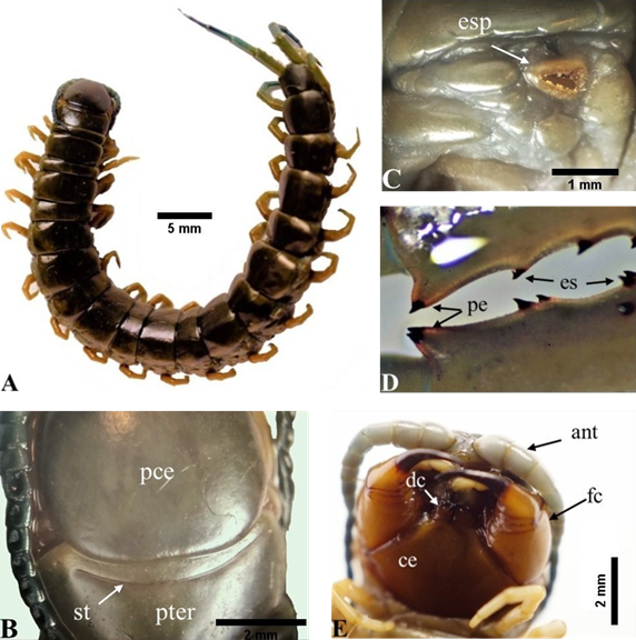 Scolopendra viridis; ♀. A) Vista dorsal del cuerpo, B) vista dorsal de la placa cef�lica y primer terguito, C) vista lateral del tercer terguito (lado izquierdo) D) detalles de los procesos espinosos y espinas prefemorales, E) vista ventral de la placa cef�lica. Antenomero (ant); coxoesternon (ce); dientes del coxoesternon (dc); espinas prefemorales (es); espir�culo (esp); forc�pula (fc); placa cef�lica (pce); primer terguito (pter); procesos espinosos prefemorales (pe); sutura transversal (st).