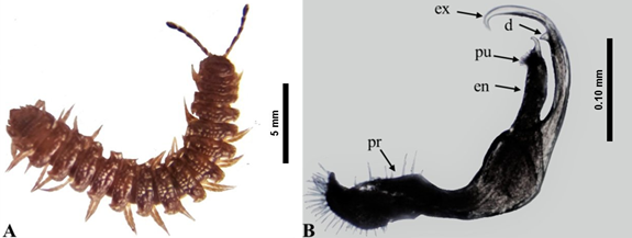Polydesmus inconstans; ♂. A) Vista dorsal del cuerpo, B) vista lateral del gonopodio. Diente (d); endomero (en); exomero (ex); prefemur (pr); pulv�nulo (pu).