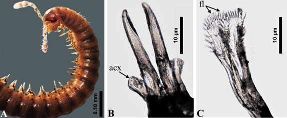 Choneiulus palmatus; ♂. A) Vista lateral del cuerpo, B) vista dorsal del gonopodio anterior, C) vista latero-ventral del gonopodio posterior. Ap�fisis coxales (acx); flecos (fl).