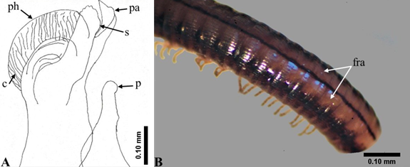 Brachyiulus lusitanus; ♂. A) Vista lateral del gonopodio, B) vista dorsal del cuerpo. Corrugaciones del phylacum (c); franjas dorsales (fra); phylacum (ph); proceso anterior (pa); promerito (p); solenomerito (s).