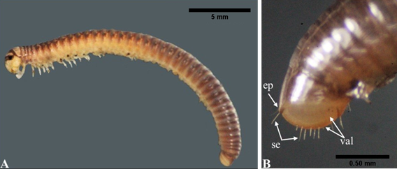 Cylindroiulus sp.; juvenil. A) Vista lateral del cuerpo, B) vista dorsolateral de los �ltimos segmentos del tronco. Epiprocto (epi); sedas (se); valvas anales (val).