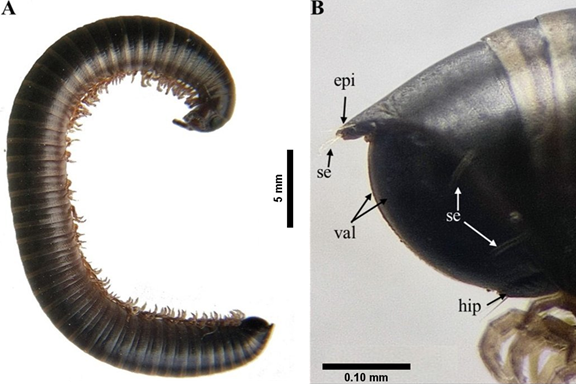 Uroblaniulus sp.; juvenil. A) Vista lateral del cuerpo, B) vista lateral de los �ltimos segmentos del tronco. Epiprocto (epi); hipoprocto (hip); sedas (se); valvas anales (val).