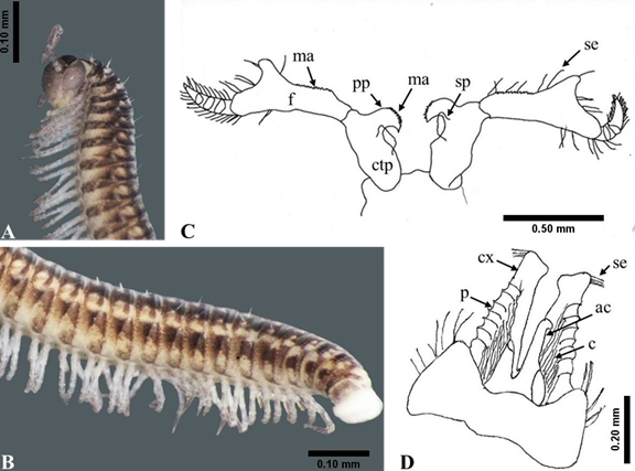 Cleidogona ca. maculata; A y B, juvenil; C y D, ♂. A) Vista lateral de la regi�n anterior del cuerpo, B) vista lateral de la regi�n posterior del cuerpo, C) Vista dorsal del noveno par de patas, D) vista ventral del gonopodio. Angiocoxitos (ac); colpocoxito (cx); corrugaciones (c); coxa-troc�nter-prefemur fusionados (ctp); femur (f); margen aserrado (ma); pliegues (p); primer proceso (pp); sedas (se); segundo proceso (sp).