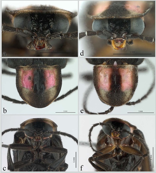 Photinus palaciosi (Zaragoza-Caballero, 2012) a) cabeza, b) pronoto, c) propatas. Photinus totiwisp. nov. d) cabeza, e) pronoto, f) propatas.