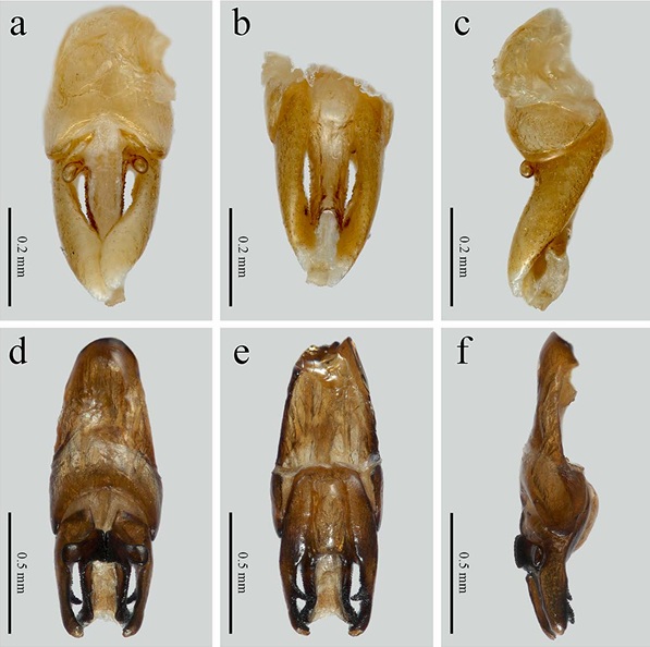 Edeago. Photinus totiwisp. nov. a) vista dorsal, b) vista ventral, c) vista lateral. P. ximutiwisp. nov. d) vista dorsal, e) vista ventral, f) vista lateral.