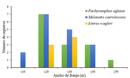 Registros de Pachyramphus aglaiae (verde), Melanotis caerulescens (azul) e Icterus wagleri (amarillo) de acuerdo con el ancho de las franjas ribere�as en la cuenca San Pedro Mezquital, Durango, M�xico.