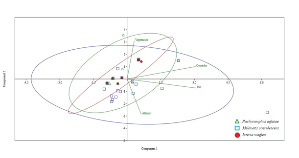 de componentes principales que determina la relaci�n de las variables de ancho de la vegetaci�n, r�o y corredor, as� como la altitud respecto a la distribuci�n de las especies Pachyramphus aglaiae (verde), Melanotis caerulescens (azul) e Icterus wagleri (rojo) en la cuenca San Pedro Mezquital, Durango, M�xico.