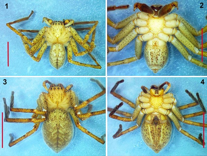 Curicaberis pedregal. 1&minus;2) Male habitus, dorsal and ventral views. 3&minus;4) Female habitus, dorsal and ventral views. Scale bars: 5 mm.
