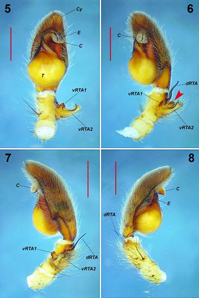 Curicaberis pedregal. Male, left palp. 5&minus;6) Ventral and retrolateral-ventral views, respectively (red arrow indicates the dorsal finger-shaped apophysis between vRTA2 and dRTA). 7&minus;8) Retrolateral and prolateral views, respectively. Scale bars: 1 mm.