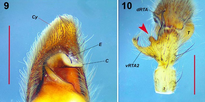 Curicaberis pedregal. Male, left palp. 9) Distal half of the palp showing the embolus and conductor in detail, ventral view. 10, Dorsal view showing the vRTA2 and dRTA (red arrow indicates the dorsal finger-shaped apophysis between vRTA2 and dRTA). Scale bars: 1 mm.