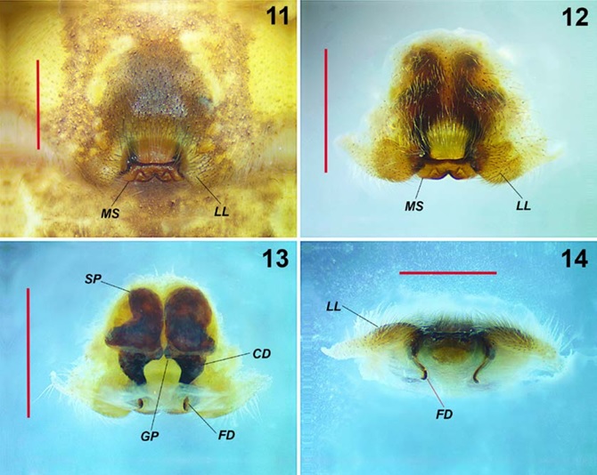 Curicaberis pedregal. Female, epigyne. 11&minus;12) Ventral view, dissected and not dissected, respectively. 13) Cleared epigyne, dorsal view. 14) Posterior view, showing the fertilization ducts (FD). Scale bars: 1 mm.