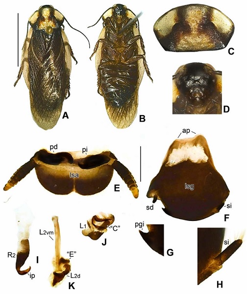 Anisostylatus elena gen y sp. n. (A) Vista dorsal. (B) Vista ventral. (C) Pronoto. (D) Rostro. (E) L�mina sura-anal (lsa), en vista ventral, paraprocto derecho (pd), paraprocto izquierdo (pi). (F-H) L�mina subgenital (lsg), (F) vista ventral, estilo derecho (sd), estilo izquierdo (si); (G) detalle de proyecci�n espiniforme dextral de l�mina (pgi); (H) detalle de estilo izquierdo (si). (I-K) Escleritos de los genitales masculinos. (I) Esclerito derecho dos (R2), con la incisi�n pr�apical (ip). (J) Esclerito izquierdo dos (L2), con los dos subescleritos L2 y L2, Extensi�n lateral (E). (K) Esclerito izquierdo uno (L1), hendidura (C). Barras de escala A, B=10mm; C, D=2mm; E-K=1mm.