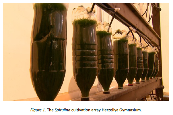 The Spirulina cultivation array Herzeliya Gymnasium