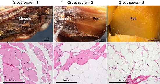 Gross and histological appearance of selected muscles from case study of a 72-year-old white male with late-stage, adult onset muscular dystrophy. A representative gross image and its fat replacement score are shown (top-right) for a muscle with total fat replacement (score=3): the Tensor fascia lata; for a muscle with partial fat replacement (middle; score=2): the Soleus; and for a muscle with no apparent fat replacement (top left; score=1): the Flexor hallucis brevis. Examples of each of these levels of fat replacement are also illustrated at the histological level (bottom row) where photomicrographs of sections through the Pectoralis major muscle (right), Soleus (middle), and Flexor hallucis brevis (left) are shown. Stain: Hematoxylin and Eosin.
