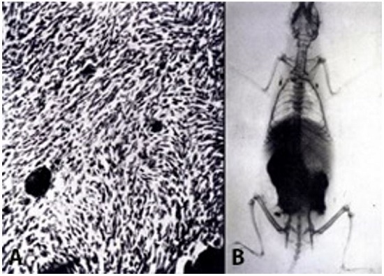 A &ndash; Fasciculated spindle cell sarcoma produced by Luigi Bogliolo via the injection of Thorotrast in a mouse (Mus musculus var. alba). Globules and granules of thorium dioxide are shown inside the tumor; B &ndash; Radiography of a rat (Mus norvegicus) that received fractional doses of the radiological contrast between October 19, 1936, and February 7, 1937, in the subcutaneous tissue of the caudal half of the abdomen. Notably, 78 days after the end of treatment, most of the radiopaque substance (radioactive thorium dioxide) remains in situ but is also found in the axillary, mediastinal and inguinal lymph nodes. 