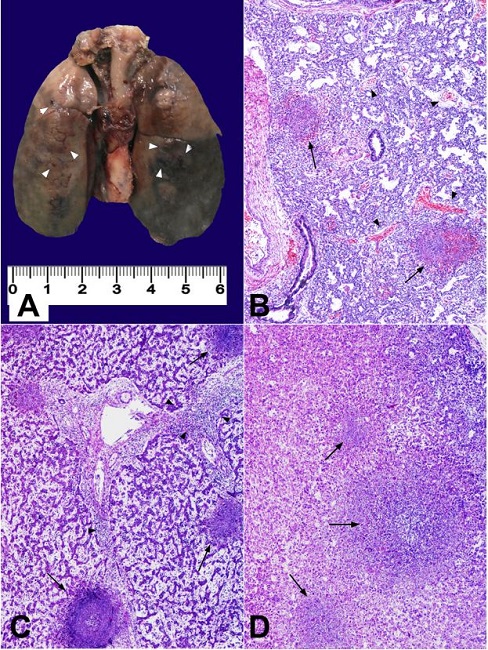 Findings in the fetus necropsy. A - Macroscopic appearance of lungs. Brown coloured areas and dark spotting (hemorrhagic and necrotic foci) are seen (marked with white arrow heads); B - Cresyl violeta staining of lung parenchyma showing collapsed alveolar spaces, with hemorrhagic areas (arrow heads) and abscesses (black arrows); C - Cresyl violeta staining of liver parenchyma, showing a portal space with active inflammatory process (arrow heads), surrounded by three abscesses (black arrows); D - Cresyl violeta staining of adrenal gland showing a central abscess with other similar satellite lesions (black arrows).