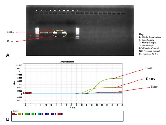 A – Gel picture depicting positive 434 bp PCR amplicon of 17kDa gene; B – Real-time PCR graph for OmpA gene of Rickettsia.