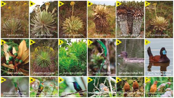 Flora and fauna landscape species in the Paipa region
