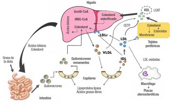 Metabolismo de lípidos.