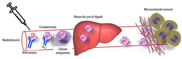 Barreras a las que se enfrenta un virus oncol&iacute;tico por v&iacute;a IV. 