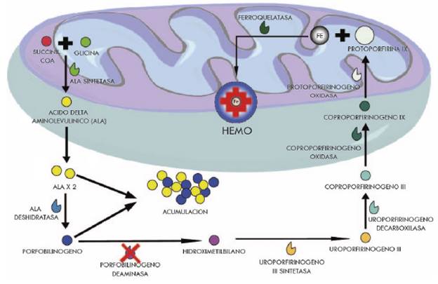 S&iacute;ntesis del grupo hemo y afecci&oacute;n enzim&aacute;tica en porfiria intermitente aguda. SUCCINIL COA: succinil coenzima A; ALA: acido delta aminolevulinico; Fe: Hierro.