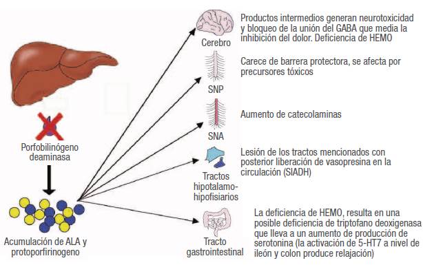 Fisiopatolog&iacute;a de la porfiria.
