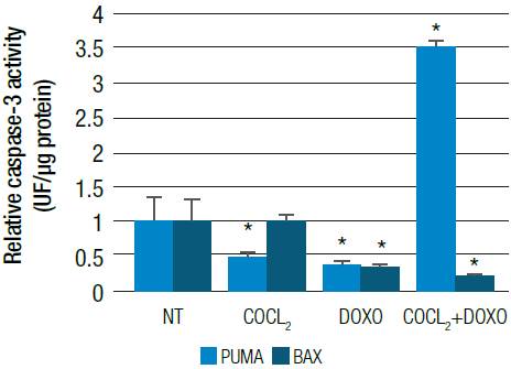 Relative PUMA and BAX mRNA expression. HT29 cells were treated with 100 μM CoCl2 or 5 μM doxorubicin (CoCl2 + Doxo) for 24 hours