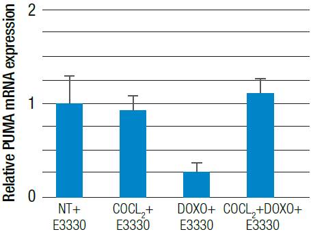 Relative PUMA mRNA expression. HT29 cells were treated with 100 μM CoCl2 or 5 μM doxorubicin (CoCl2 + Doxo) for 24 hours with E3330 inhibitor and evaluated by qRT-PCR technique.