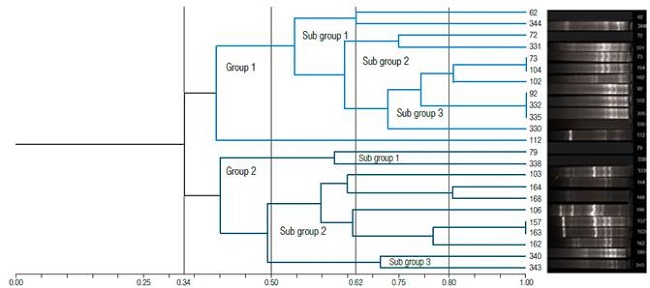 Cluster analysis to determine similarity among Klebsiella pneumoniae strains and electrophoretic profiles according to the BOX-PCR test.