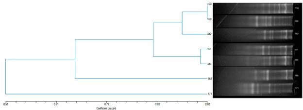 Cluster analysis to determine similarity among Escherichia coli strains and electrophoretic profiles according to the BOX-PCR test.