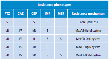 Deficiency of porins and active efflux systems.