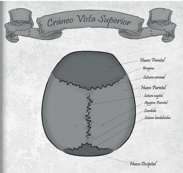 C&eacute;sar Alexander Eslava Franco &ldquo;Mapas anat&oacute;micos&rdquo; Universidad Nacional de Colombia